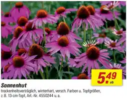 toom Baumarkt Sonnenhut Angebot