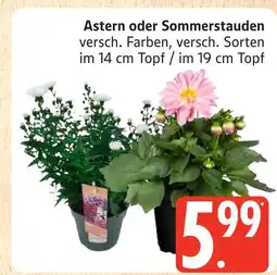 Marktkauf Astern oder sommerstauden Angebot
