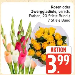 Marktkauf Rosen Angebot