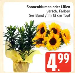 Marktkauf Sonnenblumen Angebot