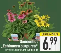 E-Center Sonnenhut ,,Echinacea purpurea" Angebot