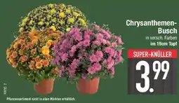 E-Center Chrysanthemen- Busch Angebot