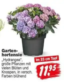 Repo Markt Garten-hortensie "Hydrangea" Angebot