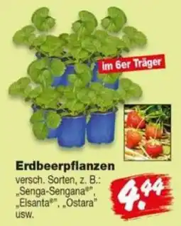 Repo Markt Erdbeerpflanzen Angebot