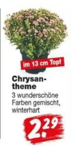 Repo Markt Chrysanthemum Angebot
