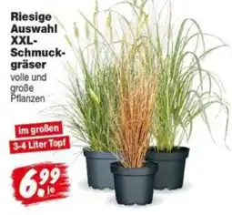 Repo Markt XXL-Schmuckgräser Angebot