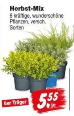 Repo Markt Herbst-Mix Angebot