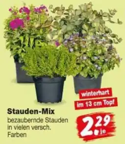Repo Markt Stauden-Mix Angebot