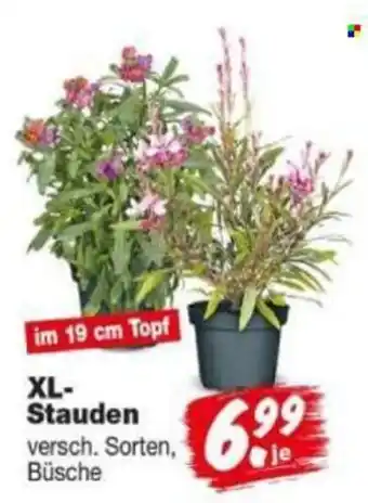 Repo Markt XL-Stauden Angebot