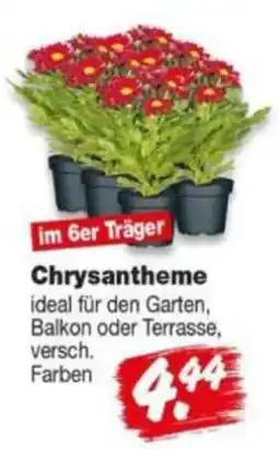 Repo Markt Chrysantheme Angebot