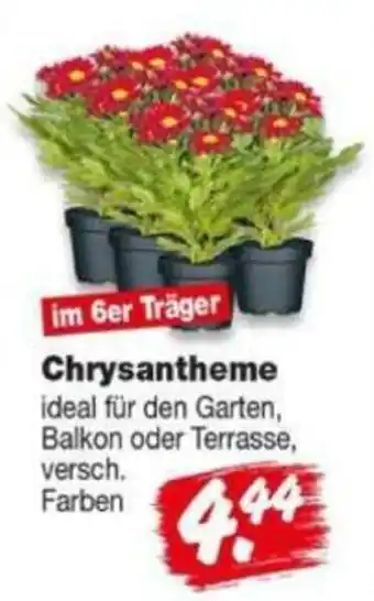 Repo Markt Chrysantheme Angebot