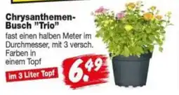 Repo Markt Chrysanthemen-Busch "Trio" Angebot
