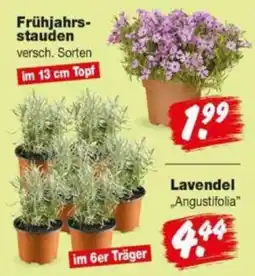 Repo Markt Frühjahrs-stauden Angebot