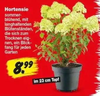 Repo Markt Hortensie Angebot