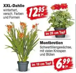 Repo Markt XXL-Dahlie Angebot