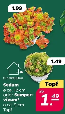 Netto Sedum Angebot