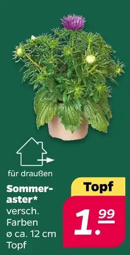 Netto Sommeraster Angebot