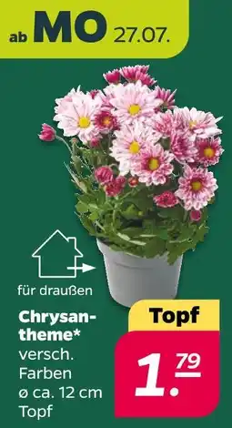 Netto Chrysantheme Angebot