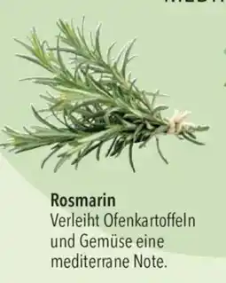CITTI Markt Rosmarin Angebot