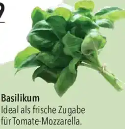 CITTI Markt Basilikum Angebot
