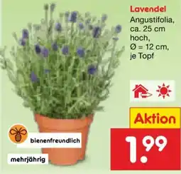 Netto Marken-Discount Lavendel Angustifolia Angebot