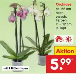 Netto Marken-Discount Orchidee Angebot