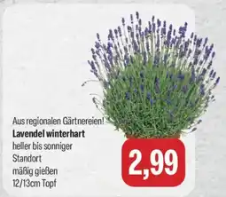 Feneberg Lavendel winterhart Angebot