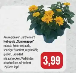 Feneberg Heliopsis „Sonnenauge“ Angebot