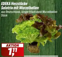 Simmel EDEKA Herzstücke Salatrio mit Wurzelballen Angebot