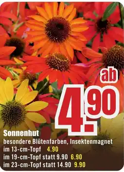 B1 Discount Baumarkt Sonnenhut Angebot