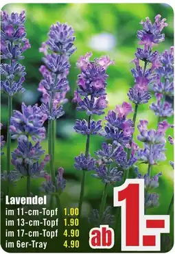 B1 Discount Baumarkt Lavendel Angebot