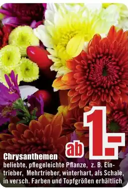 B1 Discount Baumarkt Chrysanthemen Angebot