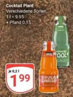 Globus Cocktail Plant Angebot
