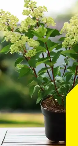Hagebau Rispenhortensie Hydrangea Paniculata Angebot