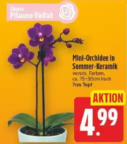 E-Center Mini-orchidee in sommer-keramik Angebot