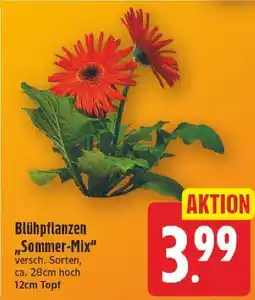 E-Center Blühpflanzen sommer-mix Angebot