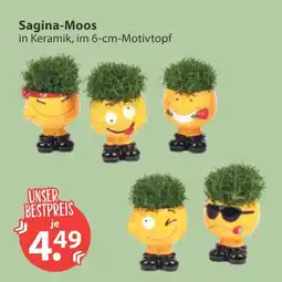V Markt Sagina-moos Angebot