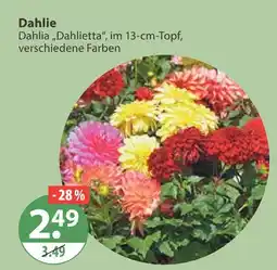 V Markt Dahlie Angebot