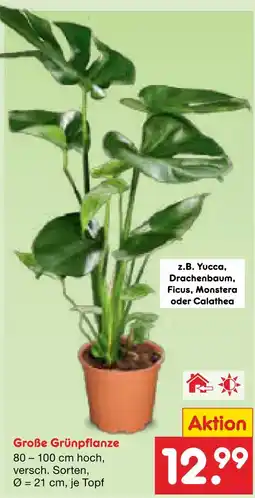Netto Marken-Discount Große grünpflanze yucca Angebot