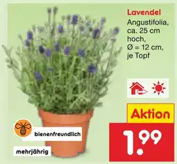 Netto Marken-Discount Lavendel angustifolia Angebot