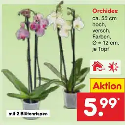 Netto Marken-Discount Orchidee Angebot