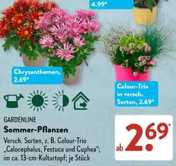 Aldi Süd GARDENLINE Sommer-Pflanzen Angebot