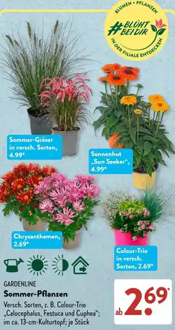 Aldi Süd GARDENLINE Sommer-Pflanzen Angebot