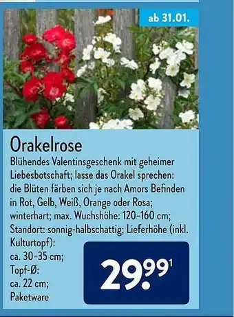 Aldi Nord Orakelrose Angebot