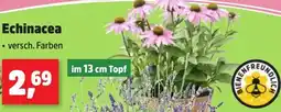 Thomas Philipps Echinacea Angebot