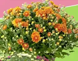 Thomas Philipps Chrysanthemen Busch Angebot