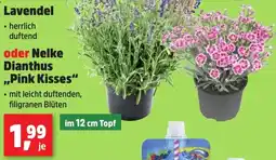 Thomas Philipps Lavendel oder Nelke Dianthus „Pink Kisses“ Angebot