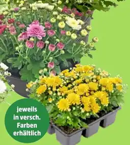Thomas Philipps Farbenmix in einer Schale Angebot