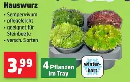 Thomas Philipps Hauswurz Angebot