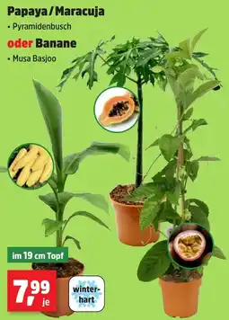 Thomas Philipps Papaya / Maracuja oder Banane Angebot